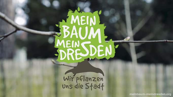 Mein Baum Mein Dresden